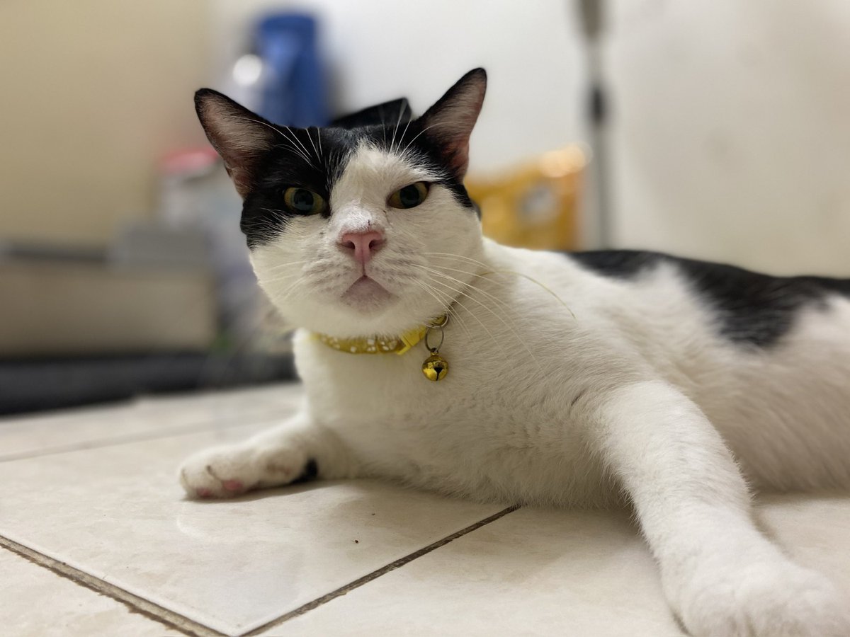 Semua tepi ciked yoyo nak jadi catfluencer ni. Sapot yoyo ok. Yoyo janji yoyo akan kurangkan baring lepasni 😣