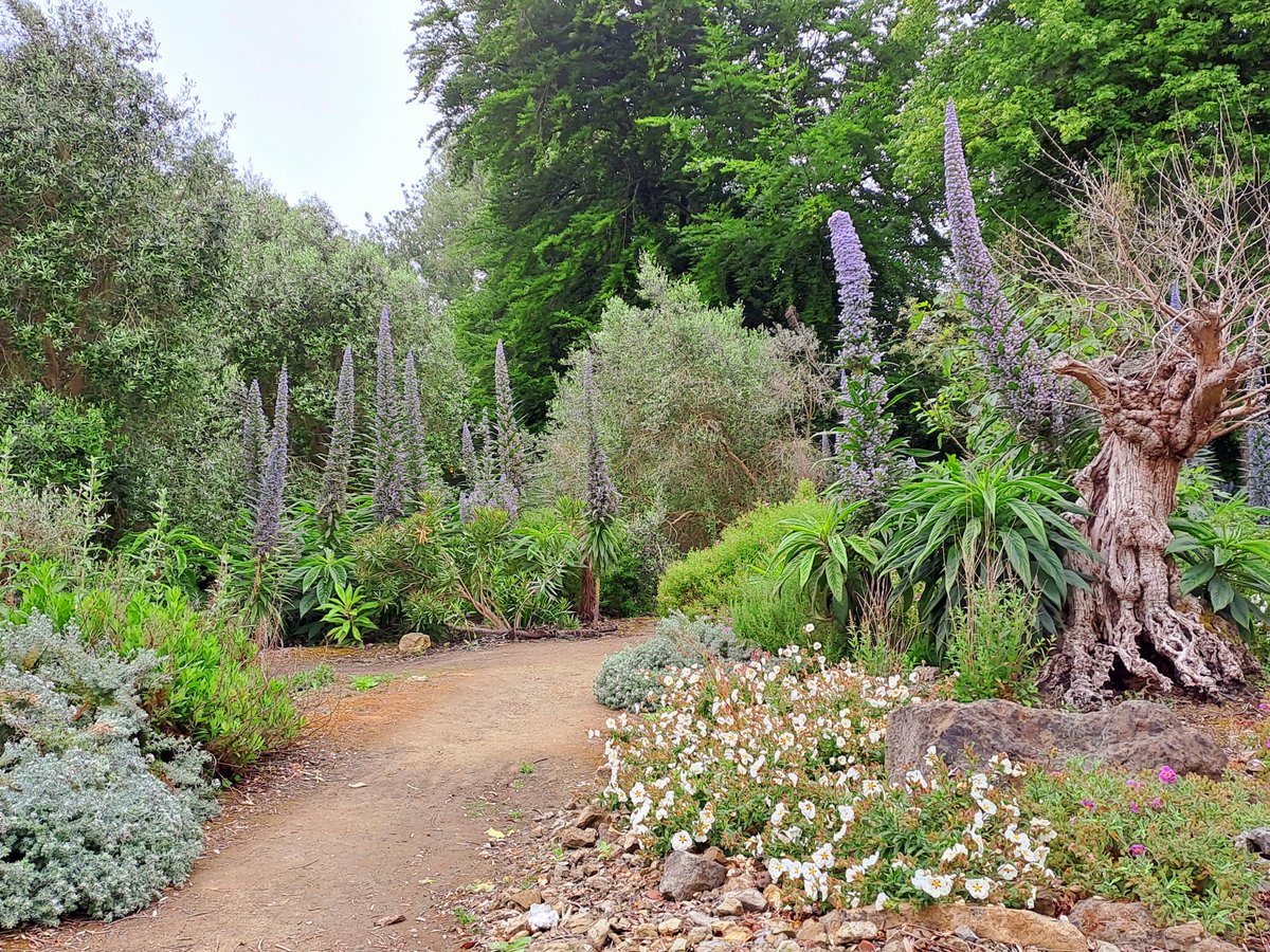 A selection of over 20,000 rare and subtropical plants at the Ventnor Botanics. #isleofwight #ventnorbotanicgarden #palmtrees🌴 #tropicalplants #vipersbugloss #botanicalgardens