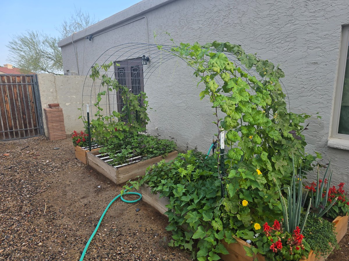 PhoenixGardenTips tweet media