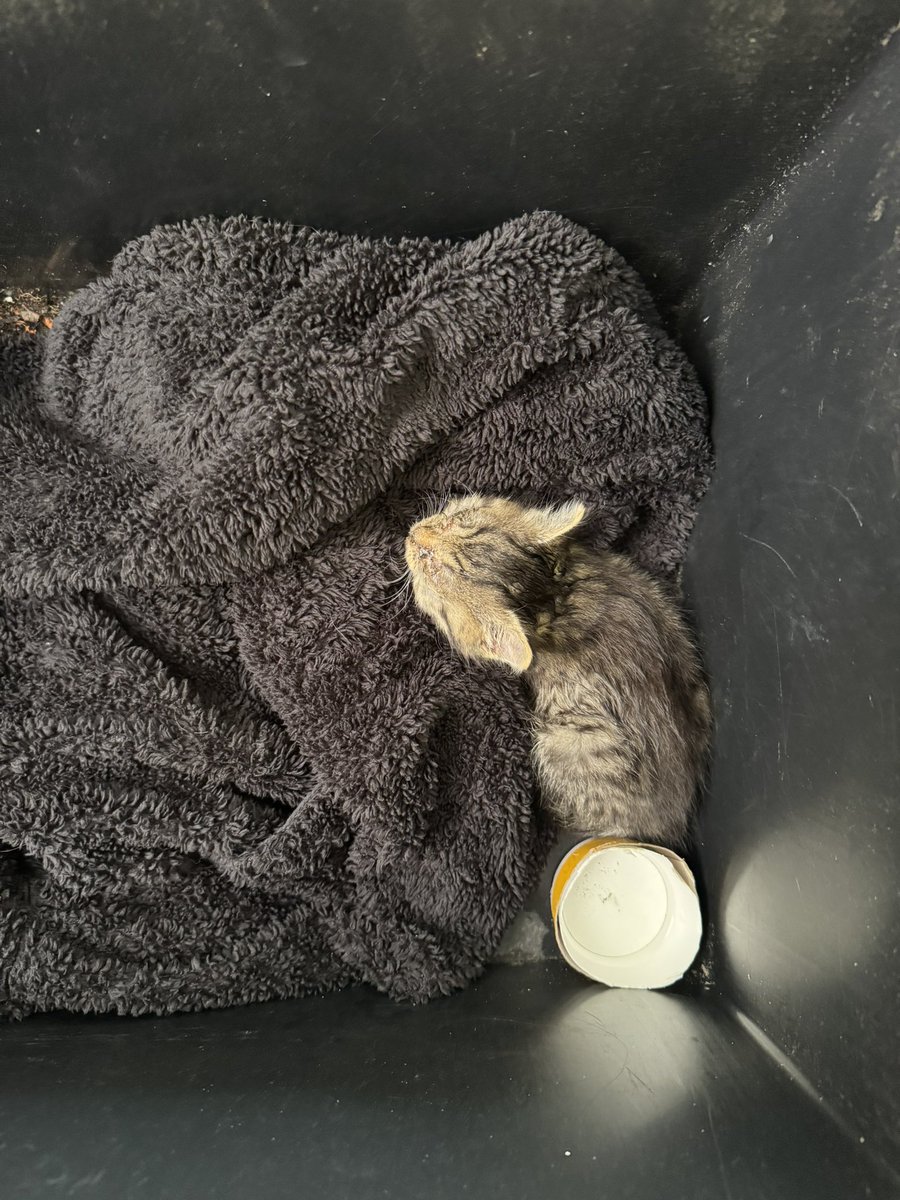 pythienne's tweet image. found this little gremlin in the trash. She or he (couldn’t detect balls so idk) needs a home. Someone in north eastern Germany pls adopt her (after the vet has successfully treated her infected eyes ofc)