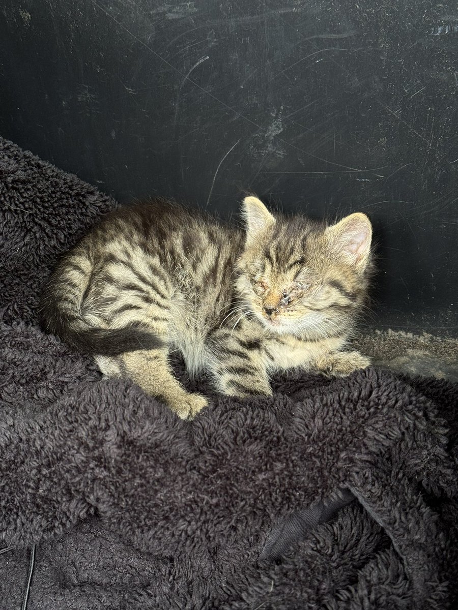 pythienne's tweet image. found this little gremlin in the trash. She or he (couldn’t detect balls so idk) needs a home. Someone in north eastern Germany pls adopt her (after the vet has successfully treated her infected eyes ofc)