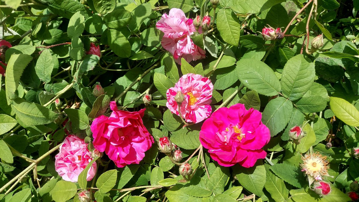 Since it is #RoseWednesday 🌹 here are some of my rose hedges, looking at their best. Rosa gallica complicata, R. alba maxima, R. gallica officianalis &amp; Rosa Mundi