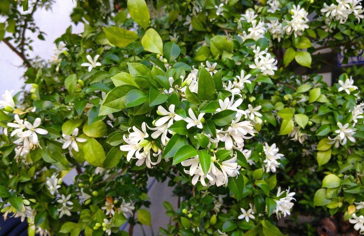 🔵 10 plantes géantes pour remplacer un brise-vue dlvr.it/TL9721