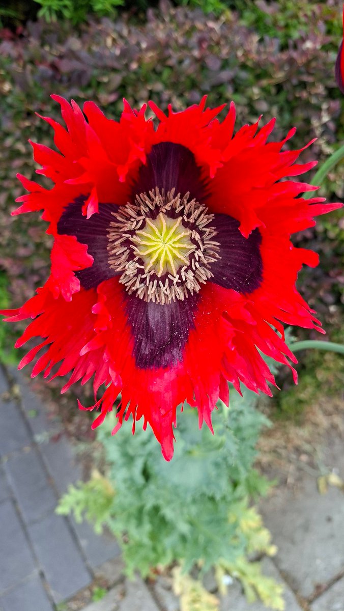 WNapBaukema's tweet photo. #Papaversomniferum of #slaapbol het staat volop in bloei, zelfs buiten #eigentuin #tuintweet https://t.co/ggBKi6KrIR