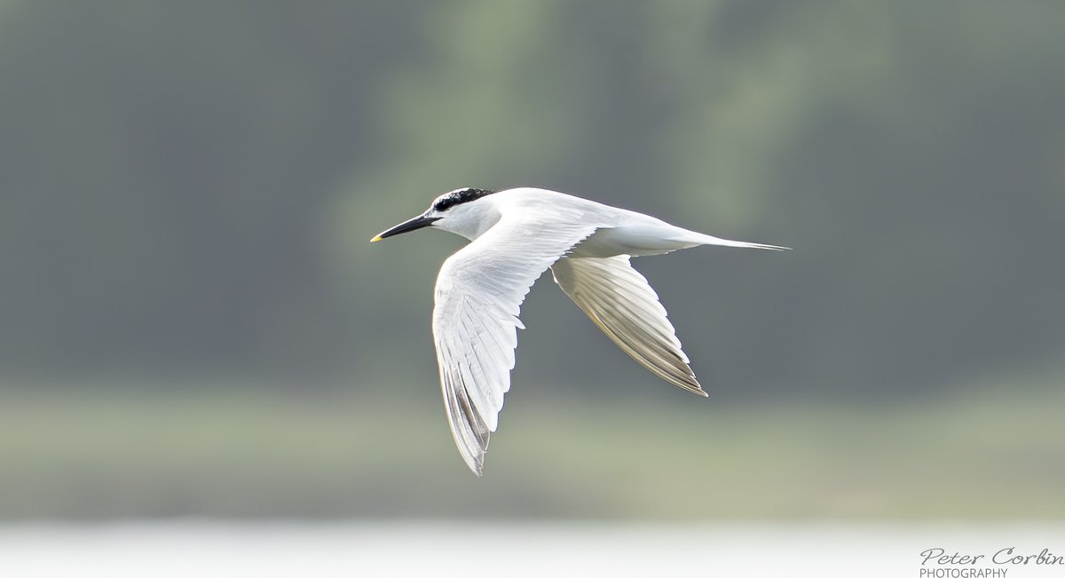 Pete Corbin Wildlife Photography (@petey632) on Twitter photo Sandwich Terns Lytchett Bay Poole Harbour Dorset <a href="/DorsetBirdClub/">Dorset Bird Club</a> <a href="/SightingDOR/">Dorset Wildlife Spot</a> <a href="/DorsetWildlife/">Dorset Wildlife Trust</a> <a href="/LytchettP/">Lytchett Bay Nature</a> <a href="/Natures_Voice/">RSPB</a> Sandwich Terns Lytchett Bay Poole Harbour Dorset <a href="/DorsetBirdClub/">Dorset Bird Club</a> <a href="/SightingDOR/">Dorset Wildlife Spot</a> <a href="/DorsetWildlife/">Dorset Wildlife Trust</a> <a href="/LytchettP/">Lytchett Bay Nature</a> <a href="/Natures_Voice/">RSPB</a>