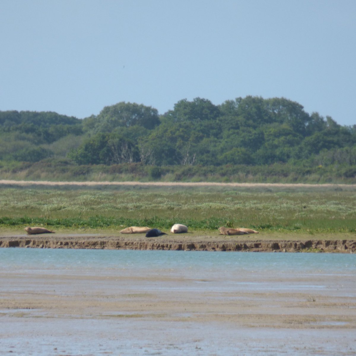 Alan_Kitson1's tweet photo. Seals basking in Pagham Harbour today. https://t.co/VS6JGpd167