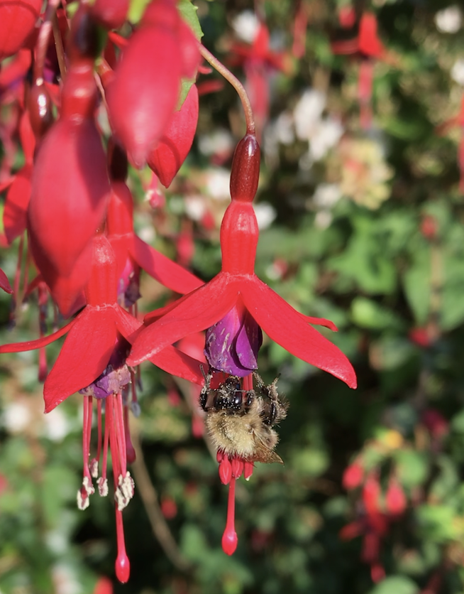 Yanet Sepúlveda (@yanetsepulveda) on Twitter photo Through our <a href="/The_Buzz_Club/">The Buzz Club</a> Bees & Heatwaves project, participants from across the UK helped us identify which plants support bees during hot weather. We turned their observations into a simple, downloadable plant guide. Download here: thebuzzclub.uk/bees-heatwaves Through our <a href="/The_Buzz_Club/">The Buzz Club</a> Bees & Heatwaves project, participants from across the UK helped us identify which plants support bees during hot weather. We turned their observations into a simple, downloadable plant guide. Download here: thebuzzclub.uk/bees-heatwaves