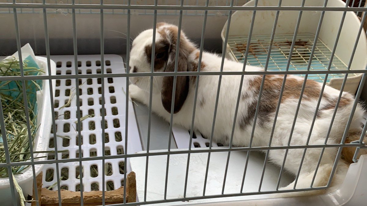 ManiusNelva's tweet photo. うちのうさぎかわいいわー早く会いたい https://t.co/e8ZRe9pvKK