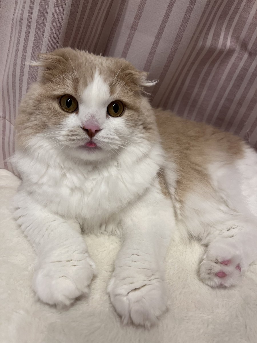 あざらし🦭 (@azarashi_MIX) / Posts / X