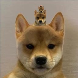 joormundr's tweet photo. #WIF3. DogWifDogWifDogWifHat
Dope ticker. Sounds like #WW3.
Beta to #DWCWRWBWH which made 400K in minutes.
Dex paid already. Only at 15K.
What u guys need more to ape&shill #WIF3.
C9kDqzQFVdWRU1KhsZPnKND4quijc79yWmUTrruppump https://t.co/ibxUx6Gros