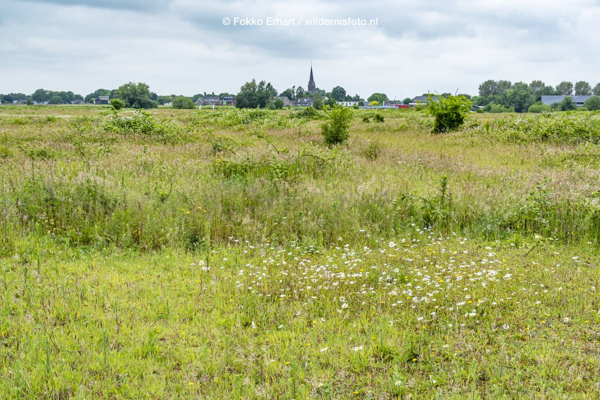 FokkoErhart's tweet photo. Wat een mooie kudde #brandroderunden in de #Hemelrijksewaard langs #Benendenmaas. Bovendien laten de effecten #begrazing zich hier goed zien. Complimenten @natuurmonumenten ๐ ๐ Stichting Zeldzame Huisdierrassen (SZH) https://t.co/67KfUdfCNw