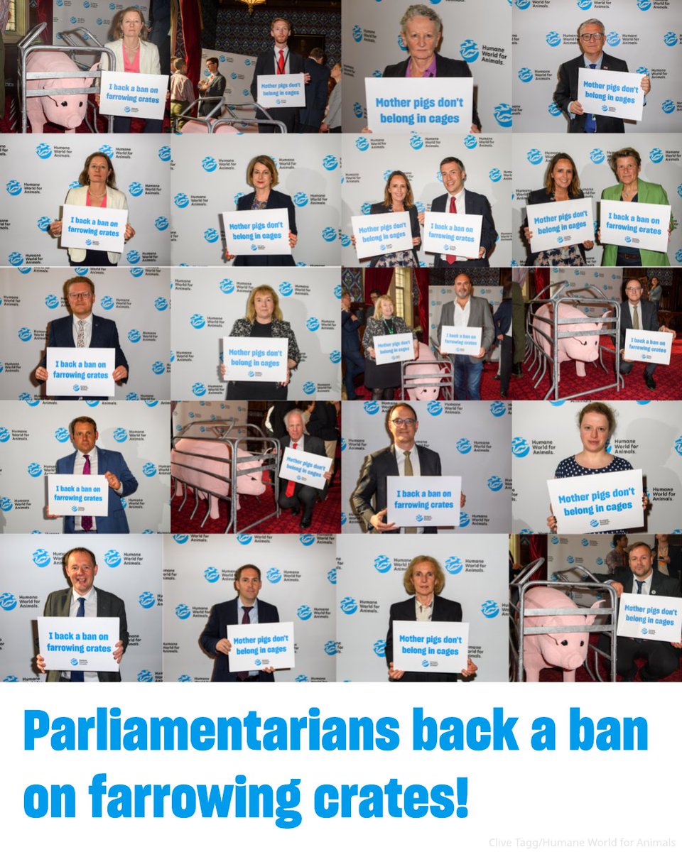 Thank you to everyone who came to our Parliamentary reception yesterday to show their support for a ban on cruel farrowing crates! Please take action to urge Ministers to support farmers to get rid of pig prisons as soon as possible ⬇️
humaneworld.org/farrowingcrates