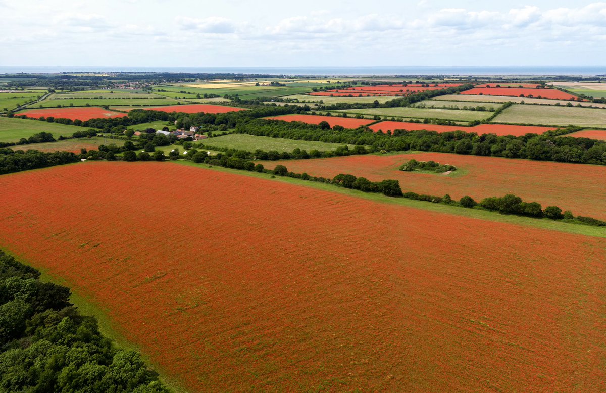 jjgiddens's tweet image. Fields of poppies fill the landscape around Ringstead in Norfolk. Friday marks the 81st anniversary of D-Day. Poppies have been worn in the UK as a symbol of remembrance for those who have died in conflict since World War One, when they were a common sight on the battlefields