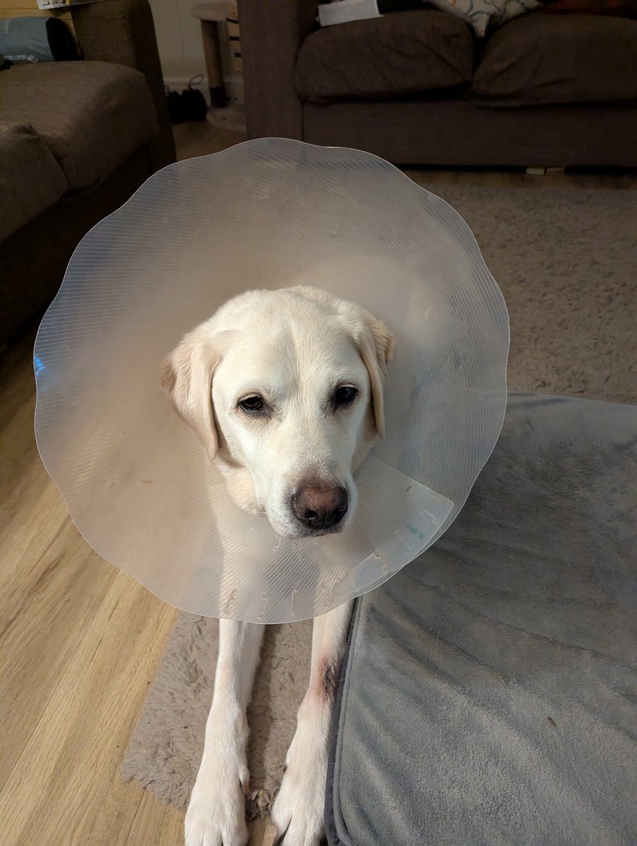 Retired 🦮 Uri (RIP RGD Arnie) tweet media