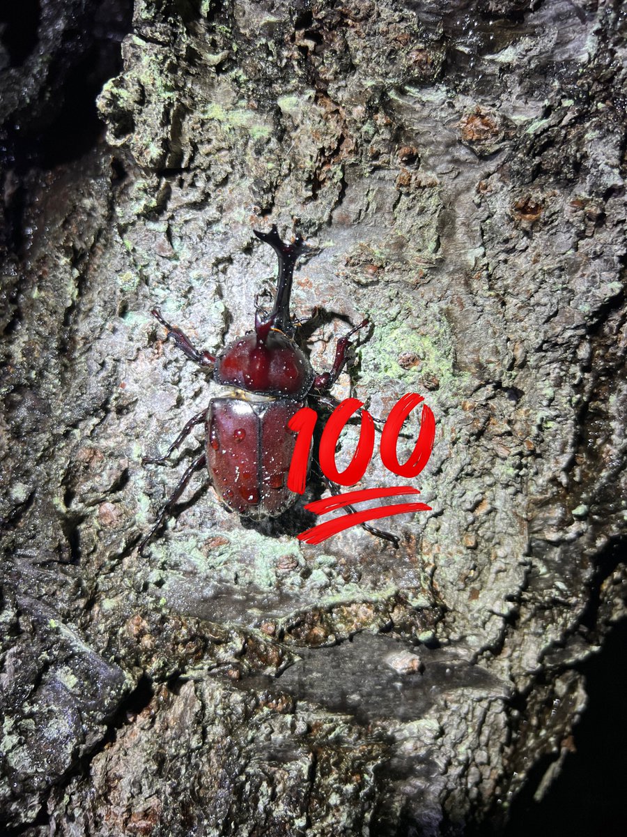 水も滴るいい男

#虫の日