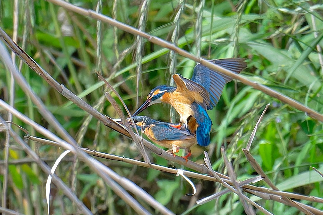 fyaPUa8HWSmv59r's tweet photo. 今日のカワセミ。尊いシーンです。
#Z8
#663pf
#カワセミ 
#kingfisher 
#nikoncreator
#私とニコンで見た世界 https://t.co/LNAU7nFwu6