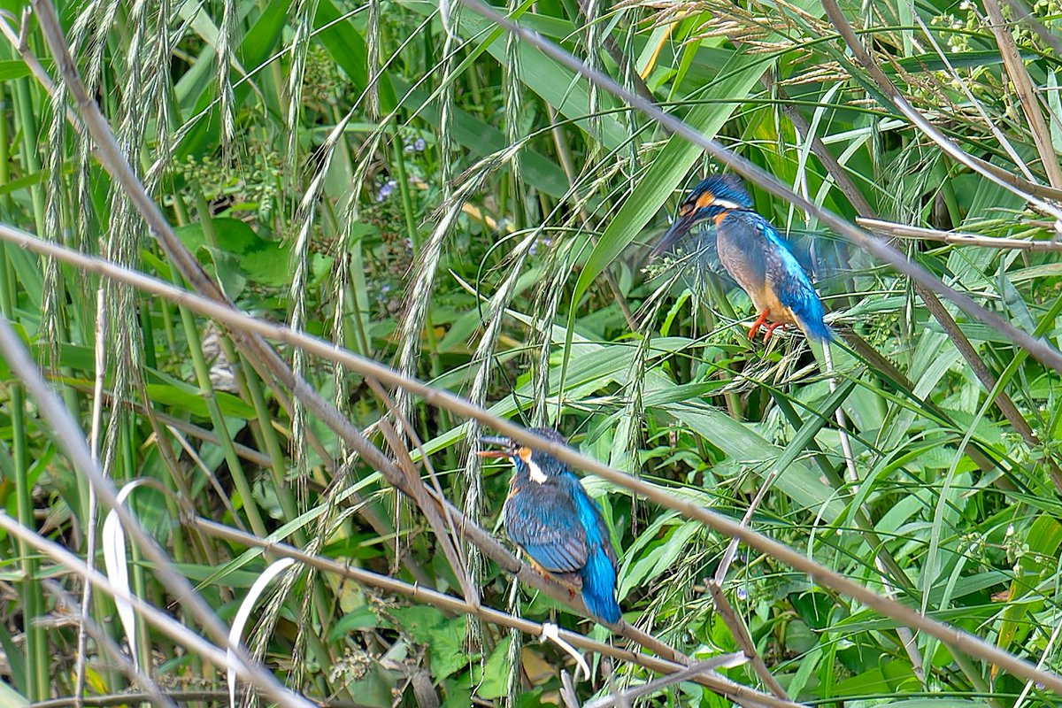 fyaPUa8HWSmv59r's tweet photo. 今日のカワセミ。尊いシーンです。
#Z8
#663pf
#カワセミ 
#kingfisher 
#nikoncreator
#私とニコンで見た世界 https://t.co/LNAU7nFwu6
