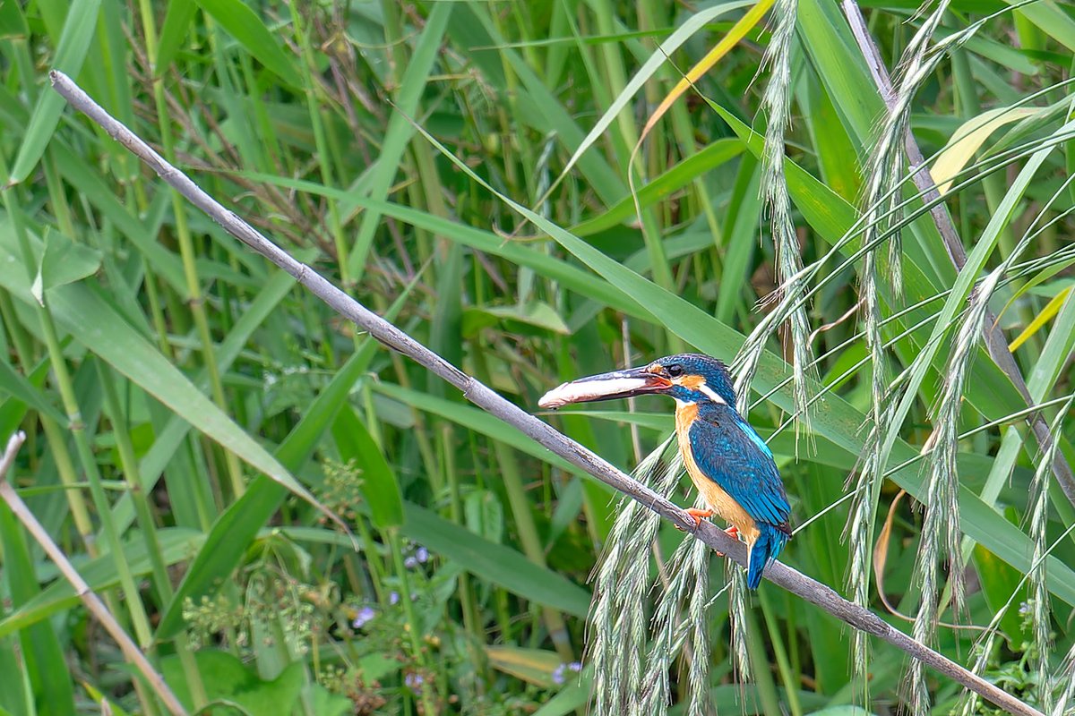 fyaPUa8HWSmv59r's tweet photo. 今日のカワセミ。尊いシーンです。
#Z8
#663pf
#カワセミ 
#kingfisher 
#nikoncreator
#私とニコンで見た世界 https://t.co/LNAU7nFwu6