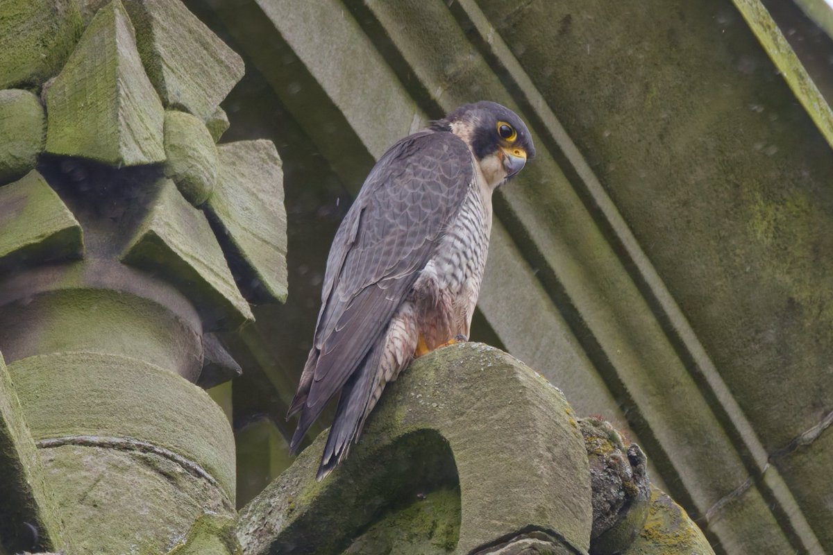 Michael80798575's tweet image. Peregrine Falcon in the west Midlands @RSPBEngland @RSPBbirders @Natures_Voice @WestMidBirdClub @BBCSpringwatch #peregrine #Falcon #raptor