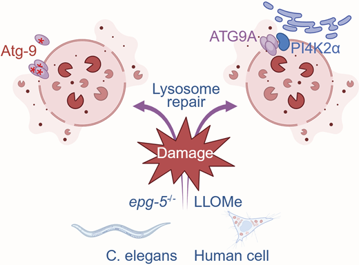 Journal of Cell Biology (@jcellbiol) on Twitter photo Ruoxi Wang & Eric Baehrecke discuss the conserved role of Atg9 in #lysosome repair in #Celegans and human cells, in the light of studies by Peng et al in JCB (hubs.la/Q03qy6650) and De Tito et al. in <a href="/Dev_Cell/">Developmental Cell</a> (hubs.la/Q03qycqG0):
hubs.la/Q03qy9qS0 Ruoxi Wang & Eric Baehrecke discuss the conserved role of Atg9 in #lysosome repair in #Celegans and human cells, in the light of studies by Peng et al in JCB (hubs.la/Q03qy6650) and De Tito et al. in <a href="/Dev_Cell/">Developmental Cell</a> (hubs.la/Q03qycqG0):
hubs.la/Q03qy9qS0