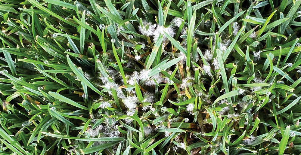 Simon Barnaby, <a href="/ICL_Turf/">ICL Growing Solutions - Turf & Landscape 🇬🇧🇮🇪</a> Business Development and Key Account Manager for Stadia, outlines some of the key summer disease threats, the environmental triggers to watch for, and how to build a robust and practical response 👇
pitchcare.com/blogs/news/sum…

#turfdisease #perennialryegrass