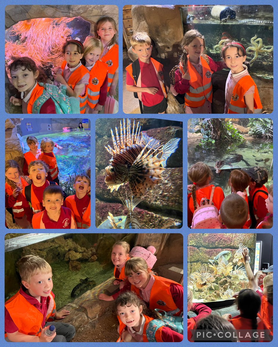 FrodshamCE's tweet photo. π¦ #Y2 had a fin-tastic day, thanks @BluePlanetUK! We dived deep into the world of sharks & came out hooked on helping to protect them. πͺ
Now weβre swimming with inspiration to save our seas & our jawsome ocean friends! ππ
#OceanSOS #SharkSquad #ReelyGoodDay #OceanCommotion π https://t.co/Nf1dW1Fhb8