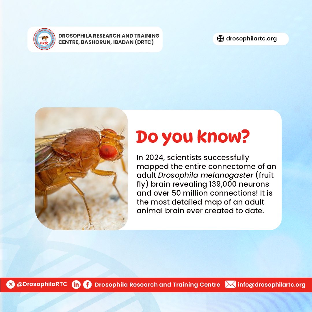 DrosophilaRTC's tweet image. Fly fact 🧠🔬
#research #biomedical #flyfact #science #drosophila #drosophilaresearch #africa #genetics #dna #gradschool #phd #fruitfly #molecularbiology #cellbiology #modelorganisms #reproductivehealth #reproduction