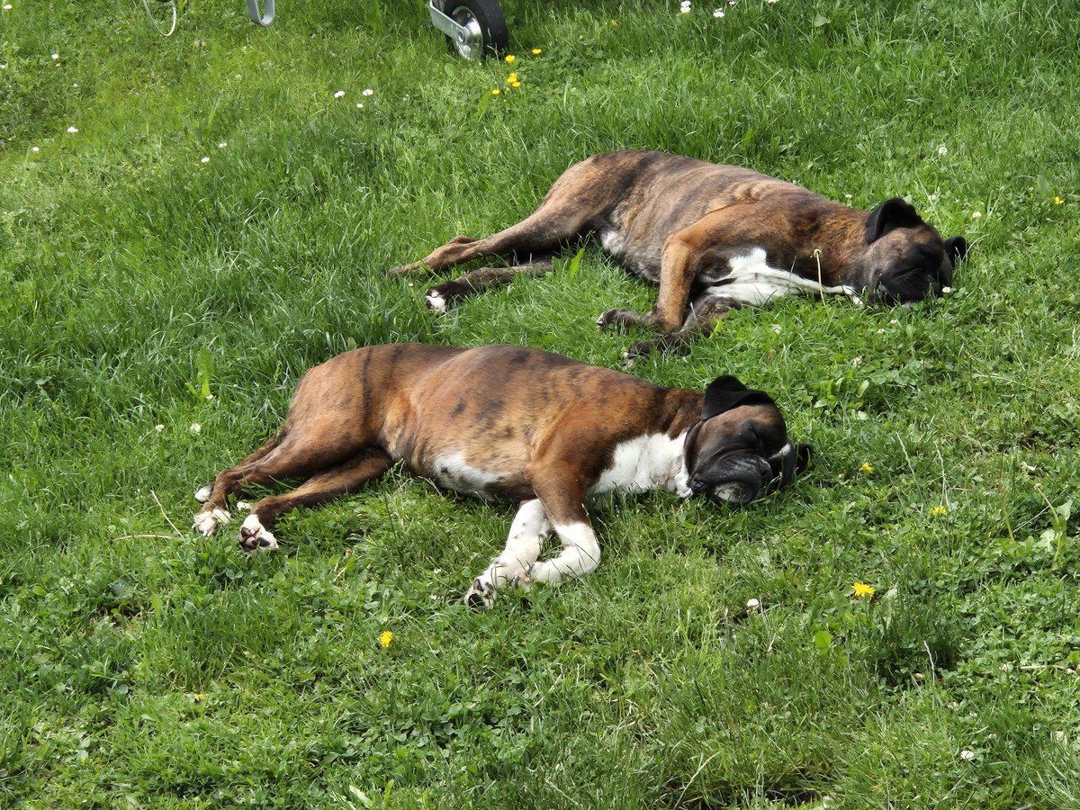 Fleißig trainieren für die Sommermeisterschaften im Synchronliegen