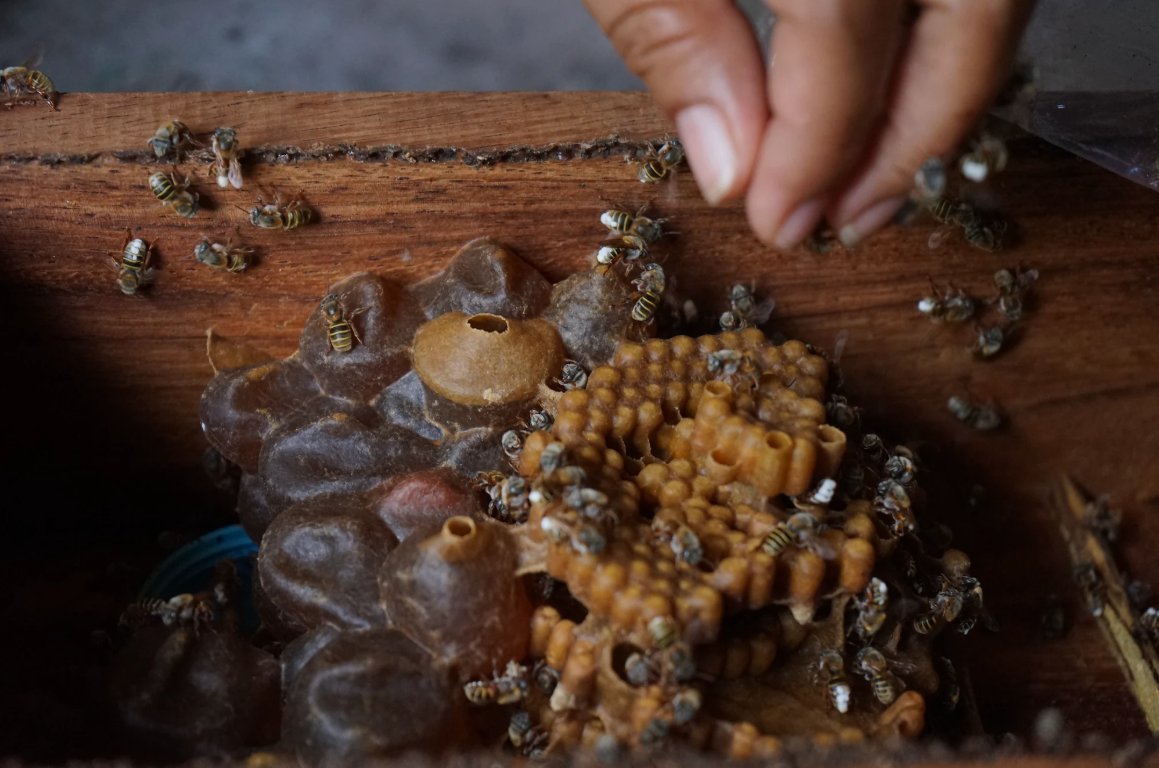 En el sureste de México, mujeres apicultoras lideran "Colmenas de sororidad", una iniciativa que impulsa su autonomía económica, protege el ambiente y fortalece redes de apoyo. Un ejemplo de cómo la sororidad transforma vidas. Más en: go.undp.org/UQe
