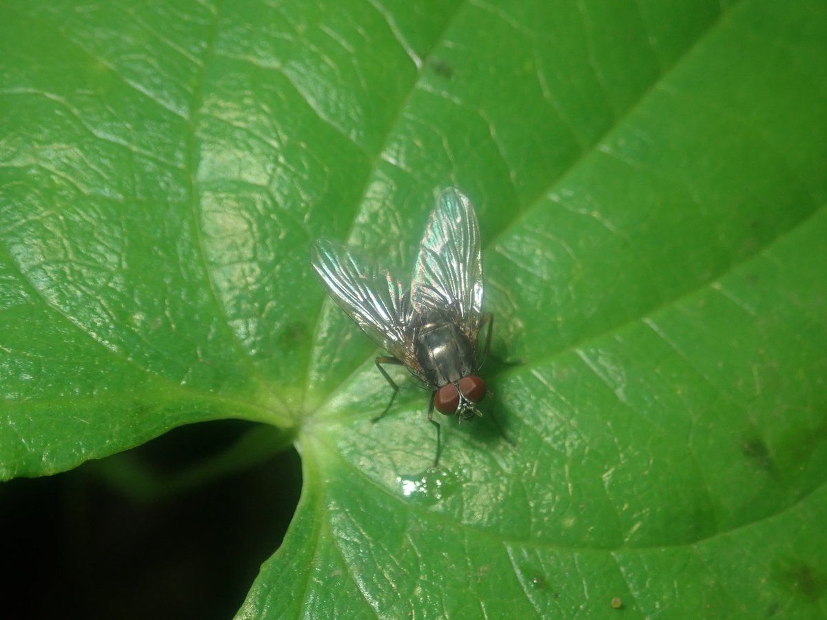 DipFun64's tweet photo. #Muscidae sp.
イエバエ科の一種.
Dichaetomyiaだろうか.
個体数多かった.
1-2枚目と3枚目は別個体.
1 VI 2025, Japan
TG-5
#Diptera
#ハエはいいぞ https://t.co/3VcrdCIXDi