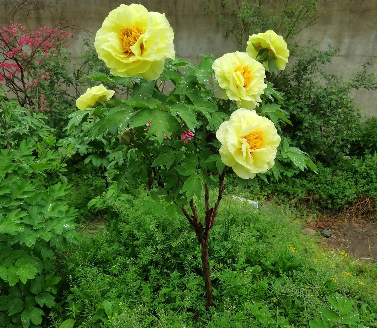 Peony Group tweet media