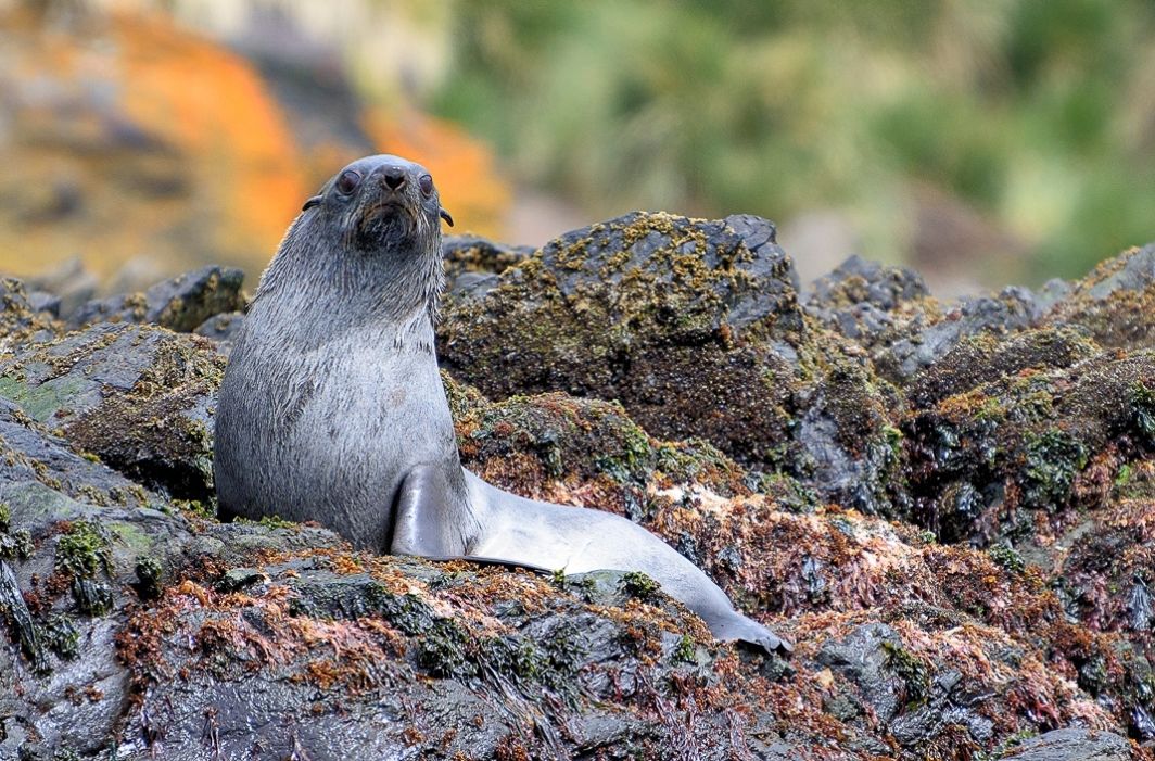Young fur seals are ridiculously cute. Those little ears! 😍 
This guy was watching us as we watched him from our zodiac.
Being in South Georgia felt like we were in a wildlife documentary.  One of many memorable wildlife encounters on our Antarctica/South Georgia expedition.