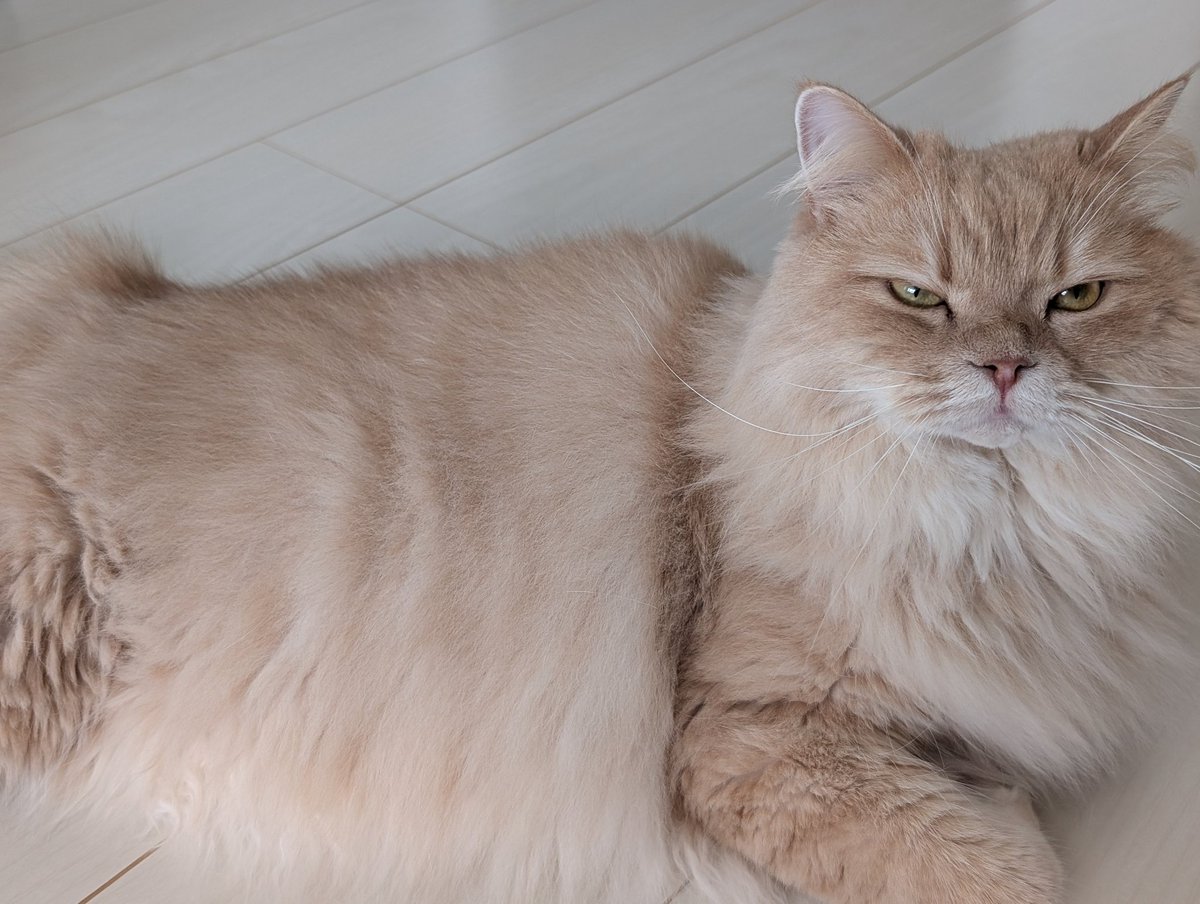 これは洗われてふわふわを取り戻したネコ