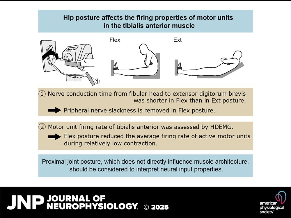 JNP (@jneurophysiol) on Twitter photo New research reveals that peripheral nerve conditions can impact motor unit activations! Stretching of the sciatic & #FibularNerves via joint postures affects muscle performance.
ow.ly/QkYp50VS5yt
<a href="/KoheiEMG/">Kohei Watanabe Chukyo Univ 渡邊航平</a> <a href="/taianvieira/">Taian Martins Vieira</a> <a href="/TetsuyaHirono22/">TetsuyaHirono</a> #HighDensitySurfaceElectromyography New research reveals that peripheral nerve conditions can impact motor unit activations! Stretching of the sciatic & #FibularNerves via joint postures affects muscle performance.
ow.ly/QkYp50VS5yt
<a href="/KoheiEMG/">Kohei Watanabe Chukyo Univ 渡邊航平</a> <a href="/taianvieira/">Taian Martins Vieira</a> <a href="/TetsuyaHirono22/">TetsuyaHirono</a> #HighDensitySurfaceElectromyography