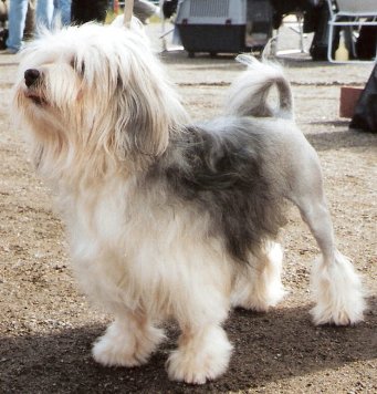 qikipedia's tweet photo. In the 15th century, European aristocrats bred Löwchen dogs to be their living hot water bottles. (📸: Canarian) https://t.co/BlWT4x5vOV