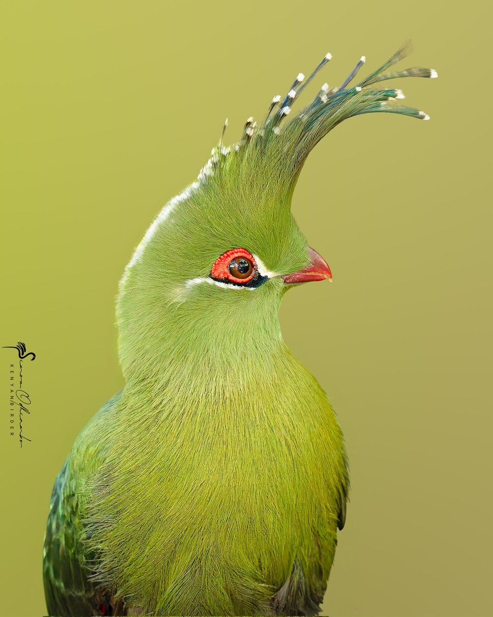 Schalow's Turaco <a href="/governorscamps/">Governors' Camp Collection</a> in Masai Mara