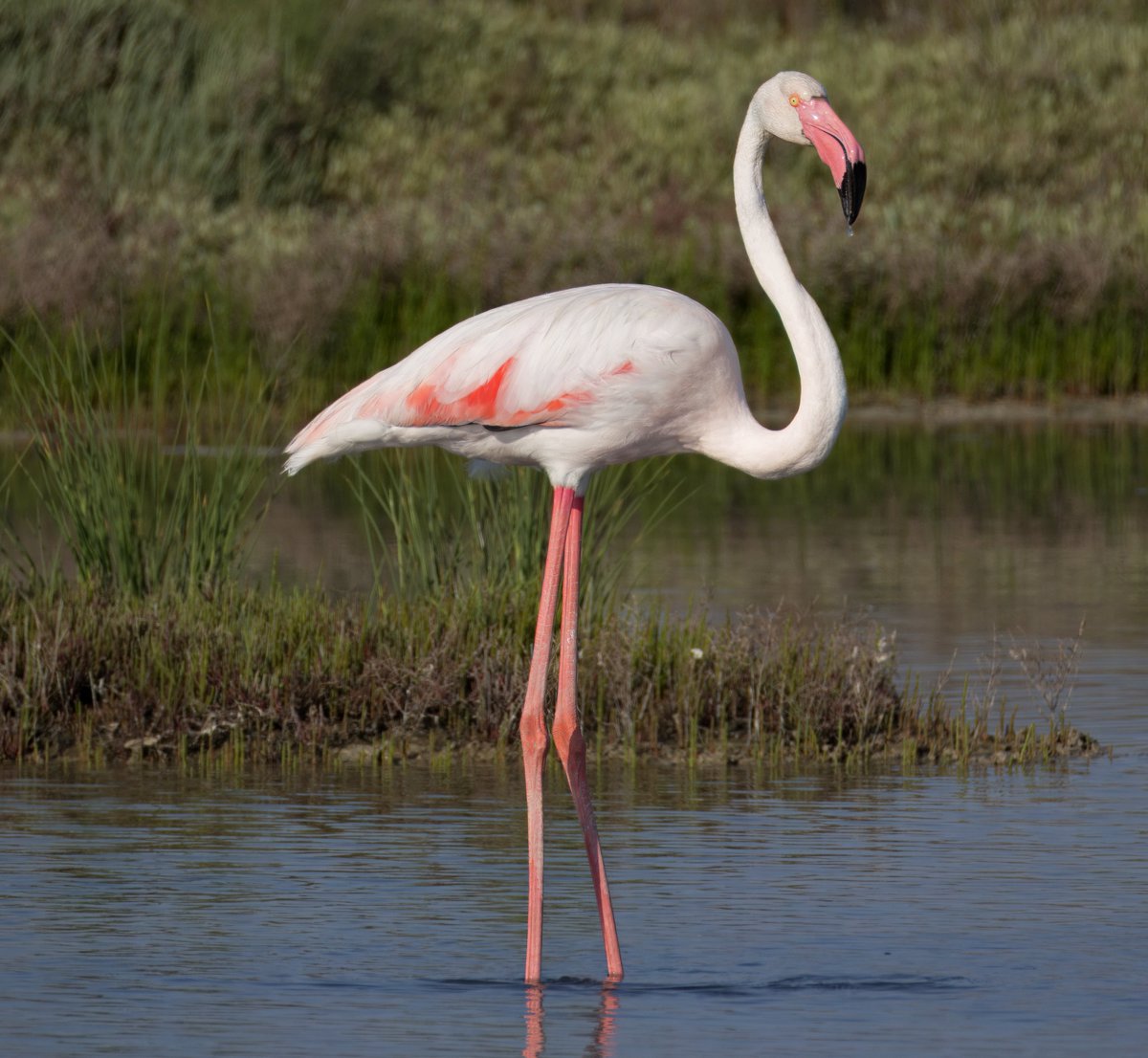 Greater Flamingo. Lesvos, Greece