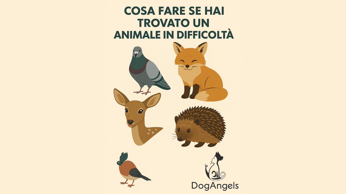Hai trovato un animale in difficoltà? Non farti prendere dal panico! Ecco chi chiamare, cosa fare (e cosa evitare), centri di recupero CRAS più vicini
Ogni vita conta 💚

dogangels.it/animale-selvat…

#SoccorsoAnimali #DogAngels #SalvaUnaVita #selvatici #animali #SanDonatoMilanese