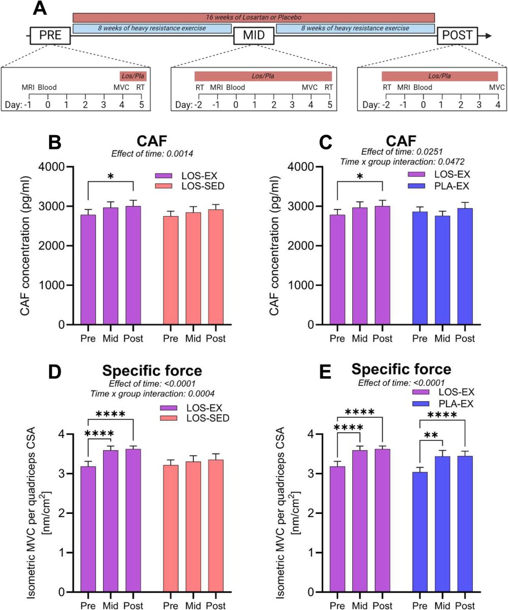 1/
🧠 Can blood tell us how well our neuromuscular system is aging?
CAF (C-terminal agrin fragment) is a promising biomarker for neuromuscular junction degradation — linked to aging, disease, and inactivity.
But it shows huge variation between individuals. Why?
👇