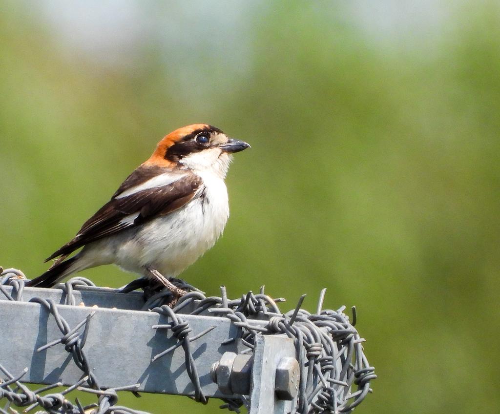 WingedBliss's tweet photo. Summer has arrived arrived, much to my dismay.

However, seeing my first ever Swift at 34 by the 100 was a real treat! 

Surrounded by Swift, and warblers, in summers embrace. 

A real treat to see Mr Woodchat Shrike, and a lovely Skylark 😍 

@BBCSpringwatch https://t.co/y5cpuTIfwR