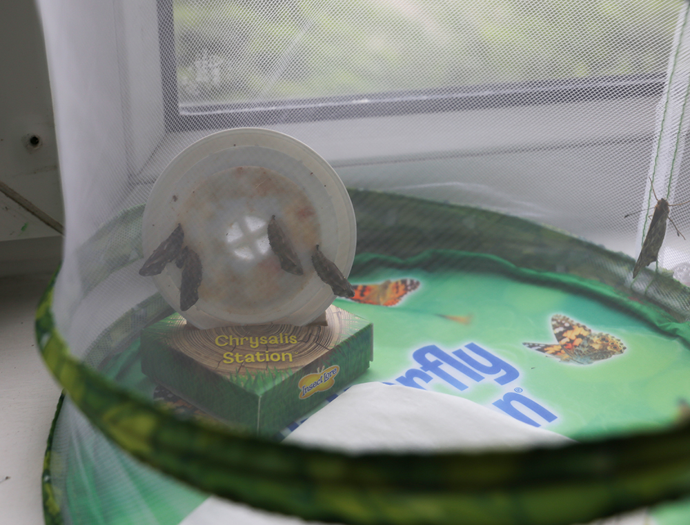 🦋 Big news from our caterpillar crew — our first butterfly has emerged! One down, four to go… 🌟 We’ll be releasing them into our school’s ecosystem next week as part of our eco learning journey. Stay tuned! 🌿✨ #ButterflyUpdate #EcoLearning