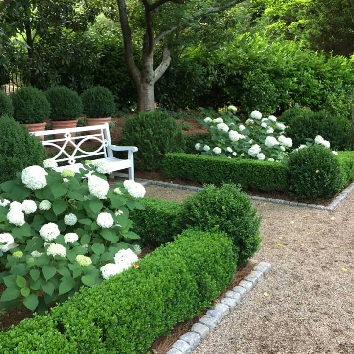 Pasquesis's tweet image. Boxwood is a good investment for your landscape design. Good sized 'Green Velvet' boxwood shrubs on sale: $49.99, reg. $59.99 for 3 gal. container. pasquesi.com/keep-it-simple/ #boxwood #hydrangea #investment #gardening