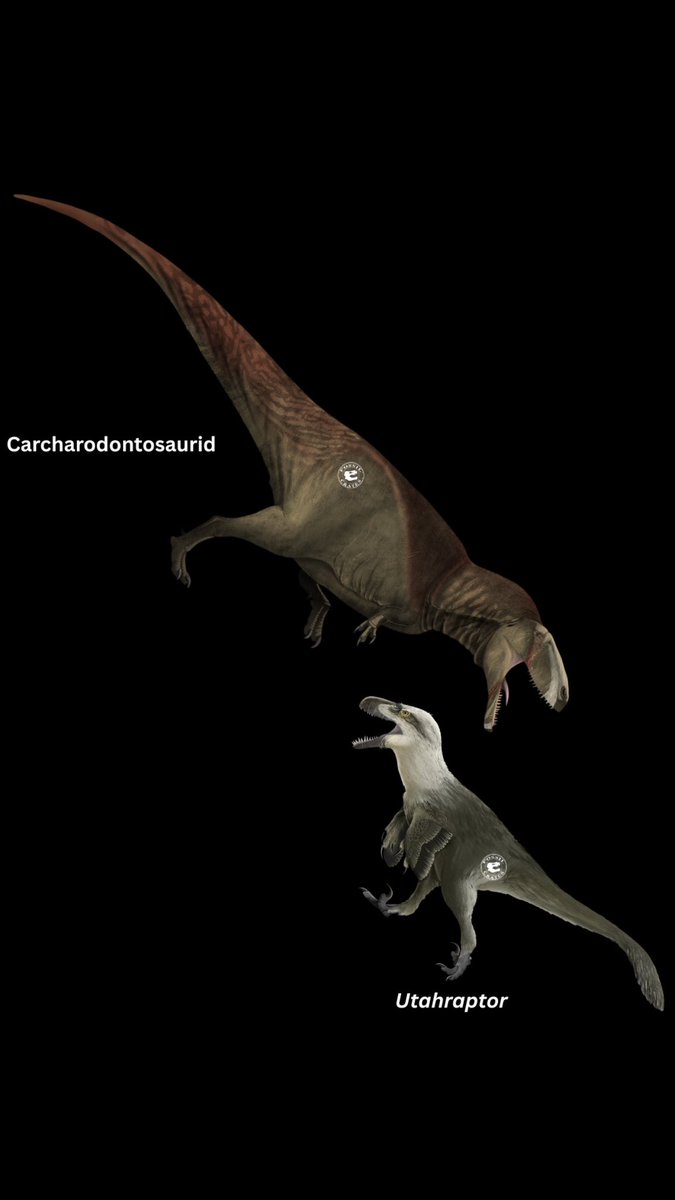 Here Be Dragons, our new paper is out!

2025 Oswald, Boisvert, D’Amore, Curtice “Here Be Dragons”: Shed Teeth Potentially Indicate the Presence of Multiple Unidentified Allosauroids from the Early Cretaceous Cedar Mountain Formation of Utah
bit.ly/4dIg6Zu

#FossilCrates