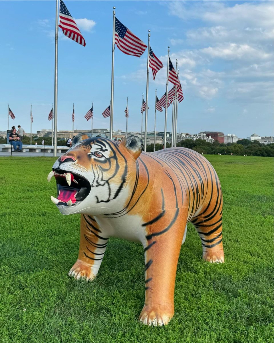 JetCreations's tweet image. ☀️ Take your summer fun to the next level!
Bring your Jet Creations inflatable toys to the beach and make every wave an adventure! 🌊🐯🦖
Lightweight, portable, and picture-perfect!
#SummerVibes #BeachDay #InflatableFun #JetCreations #BeachToys #FamilyFun #Inflatables