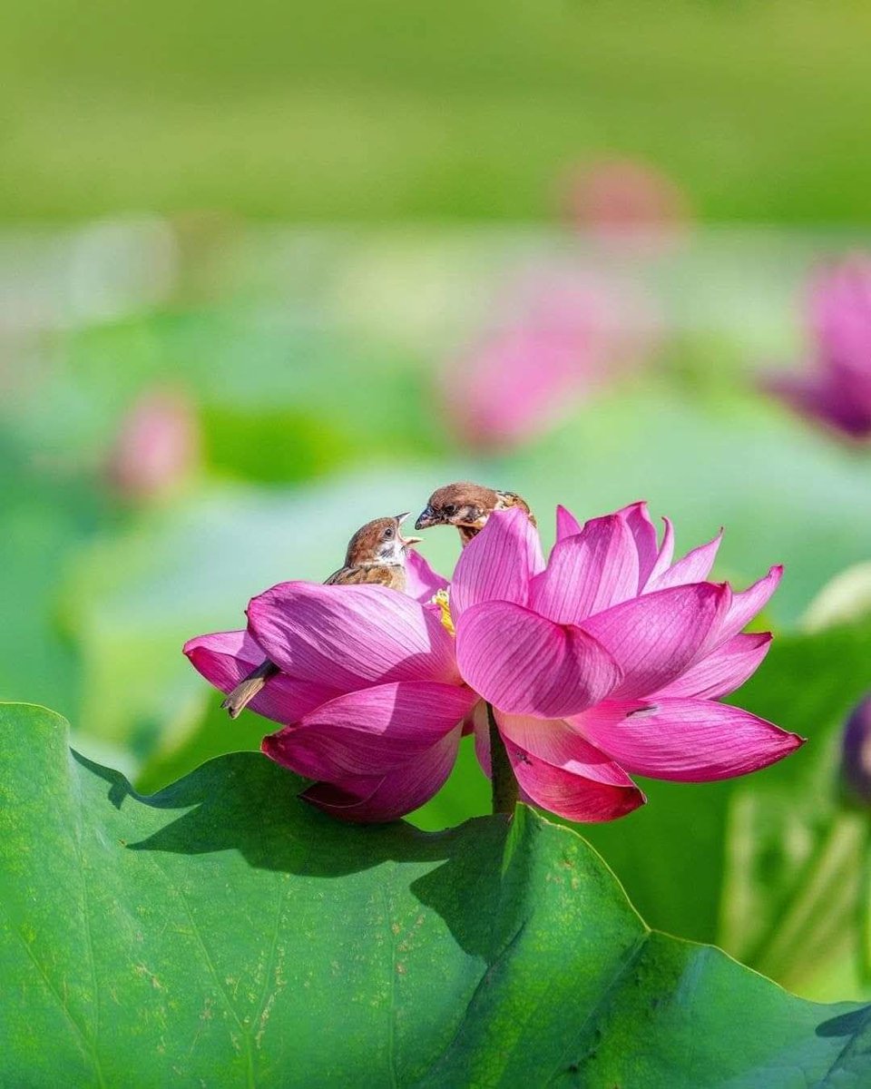 #Infpeace #LeoRespira                         #PremRawat #Respira #peaceispossible                      bit.ly/3Ea8Jgd