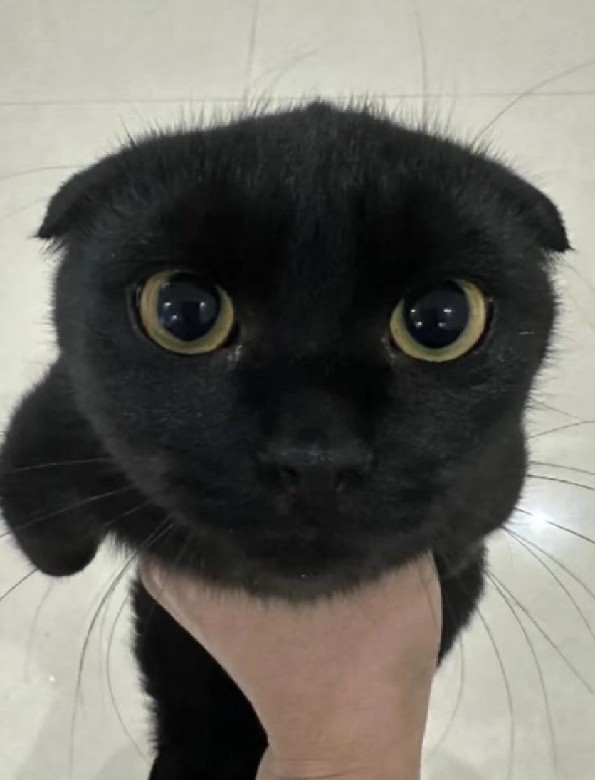 les 🐈‍⬛ ࣪˖ fan tweet media