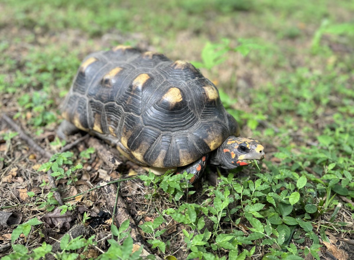 patitecuenta's tweet photo. Miren que bello lo que me encontré en el Jardín Botánico de #Naguanagua 🤩 no sabía que habían estas bellezas en el jardín, ahora voy mas emocionada y todo jejejejeje https://t.co/GKPTJSB82P