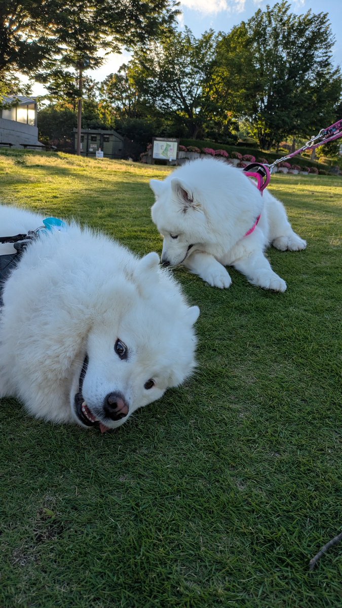 暑さと可愛さにやられたサモエド

#サモエド
#好きな子に会えてテンションぶちあげすぎ 
#今日暑すぎ