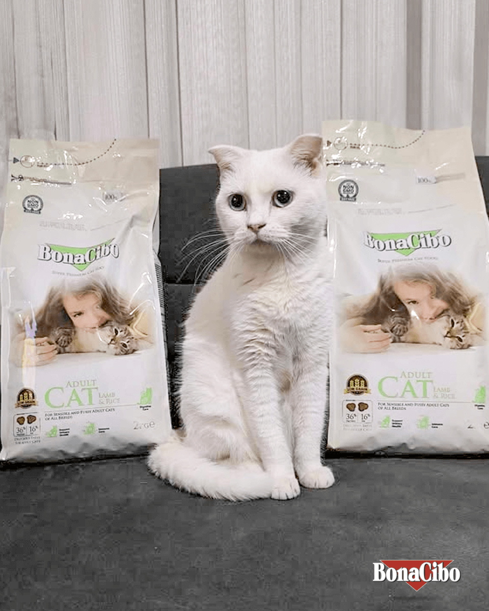 Bayramda #Bonacibo pozu! 😻🐾

📸: Ayşe Doğmuş