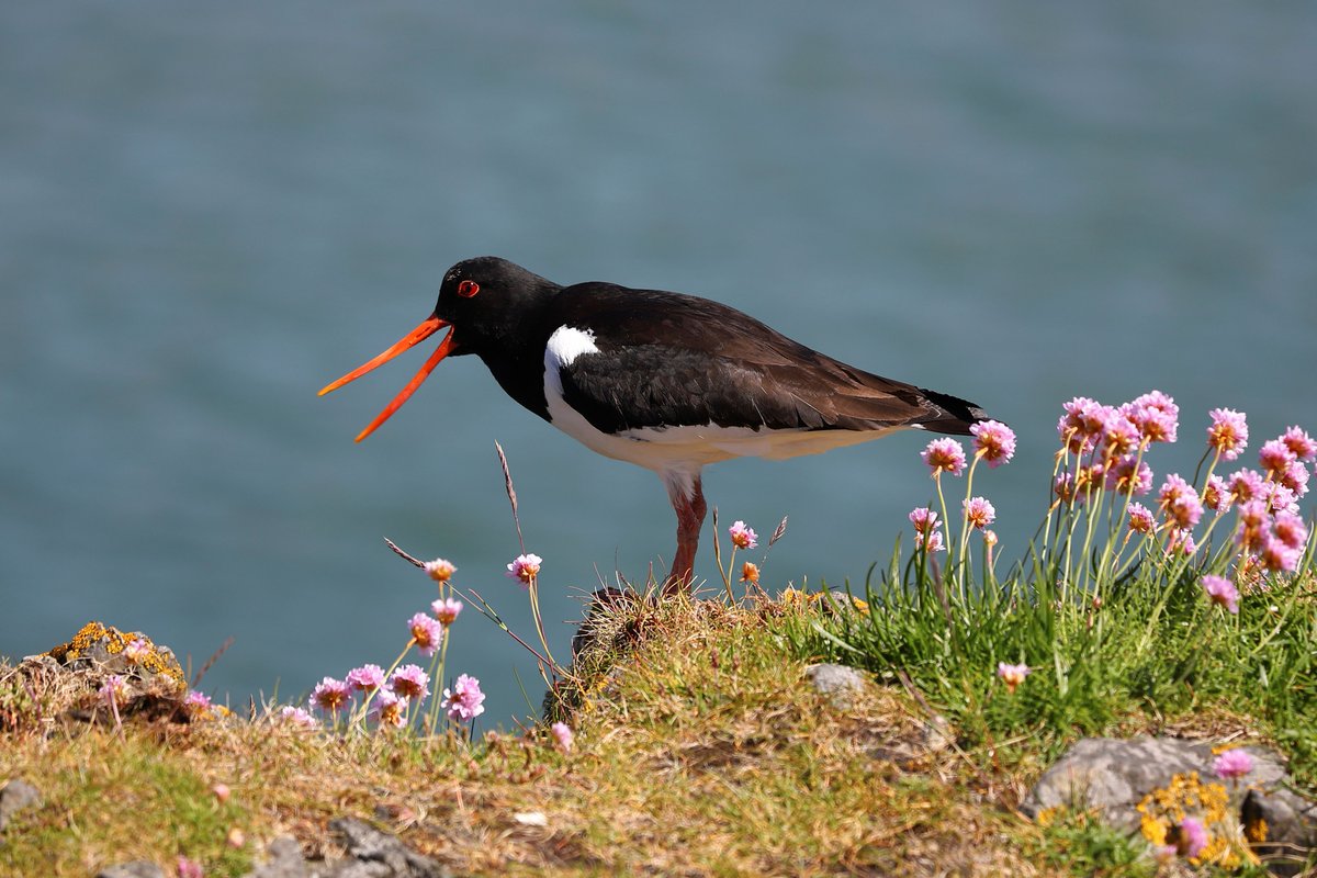 NatureofScot's tweet image. Entries for the Nature of Scotland Awards 2025 are now closed!! 👏 🐞 🏆 We've received so many wonderful applications this year, and our judges are eagerly preparing to read them. That all-important short list will be revealed at a reception on 10 September.
📷 Brian Ludwig